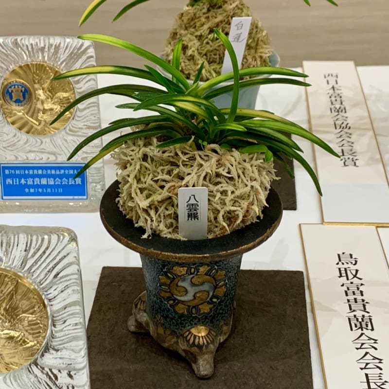 第76回 日本富貴蘭会 美術品評全国大会の展示品 - 純風満蘭 富貴