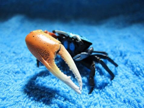 原色甲殻類エビ・カニ図鑑Ⅰ【改定増補版】その1 - WONJI ARTICLE 原色甲殻類エビ・カニ図鑑Ⅰ【改定増補版】その1 - WONJI ARTICLE