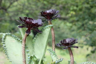 多肉植物 黒法師 - 庭物語