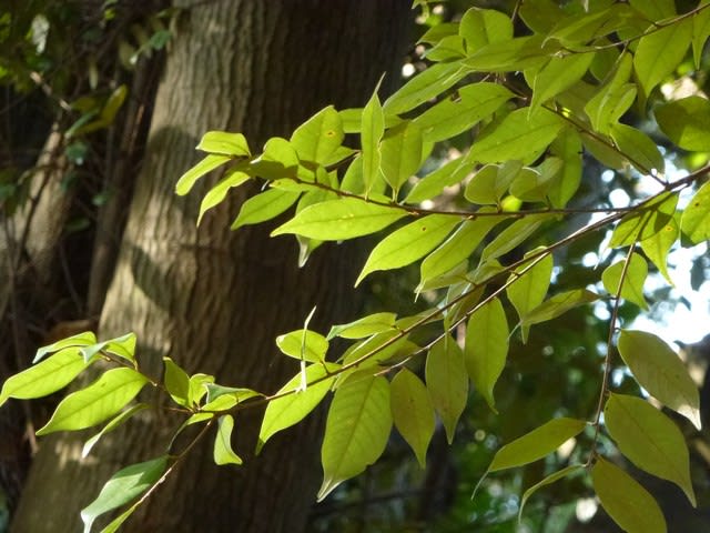 日本の常緑広葉樹シリーズ その2 - なつみかんの木々を見上げて