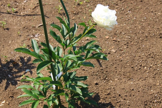 酔月(芍薬）一昨年植えた白い花。やっと咲きました～♪ - どうぶつ愛 ...