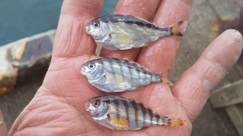 タカノハダイ幼魚 お魚三昧生活 タカノハダイ幼魚 お魚三昧生活
