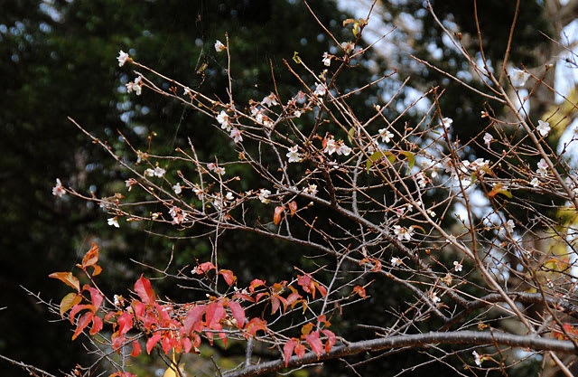 フユザクラ（冬桜）別名コバザクラ（小葉桜）の花 - アルママの