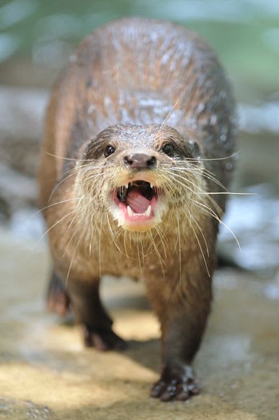 2011/8/14 千葉市動物公園 コツメカワウソ - 気まぐれ徒然絵日記2