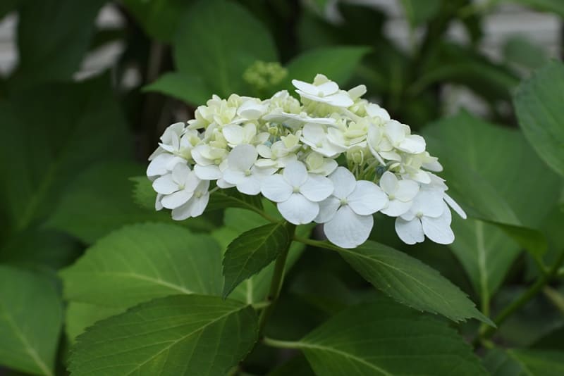 2019 庭の花だより~城ヶ崎とピンクの紫陽花 - yopikoの 2019 庭の花だより~城ヶ崎とピンクの紫陽花 - yopikoの