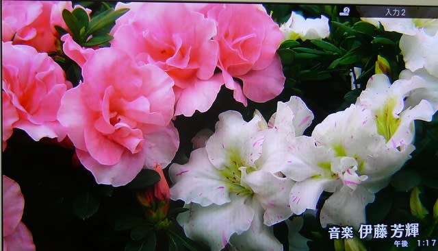 NHK-TV『趣味の園芸』のアザレアを観る！ 2018年3月8日（木