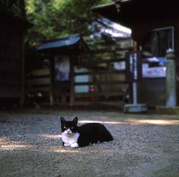マミヤセコール80mmF3.7 - よかよか写真&カメラ マミヤセコール80mmF3.7 - よかよか写真&カメラ