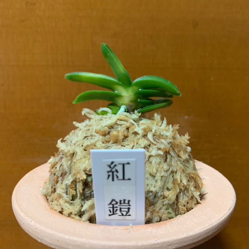 レビュー高評価のおせち贈り物 紅鎧 - 純風満蘭 富貴蘭・風蘭ブログ 着生蘭よもやま話 フラワー・ガーデニング