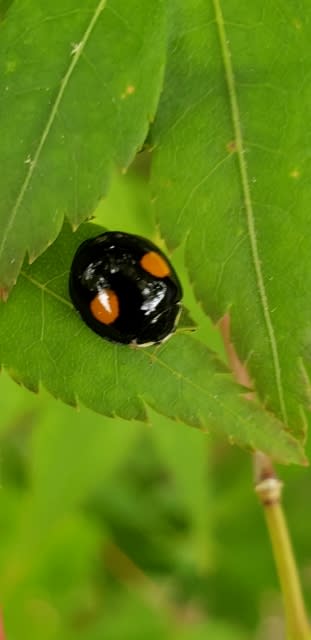 二つ星てんとう虫も混在してます - ㈱イイダアックス 相談役日記 二つ星てんとう虫も混在してます - ㈱イイダアックス 相談役日記