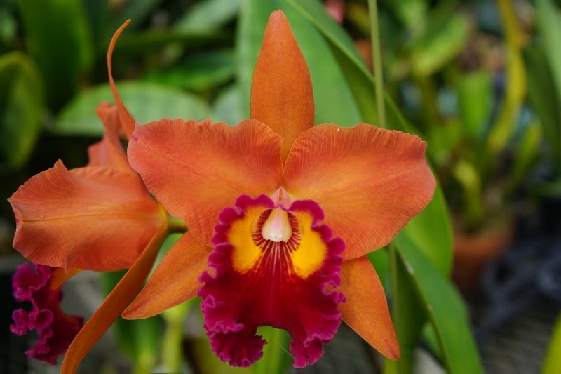 ◇Rlc. Sanuki Suntrap'Miracle Orange' - カトログ ◇Rlc. Sanuki Suntrap'Miracle Orange' - カトログ