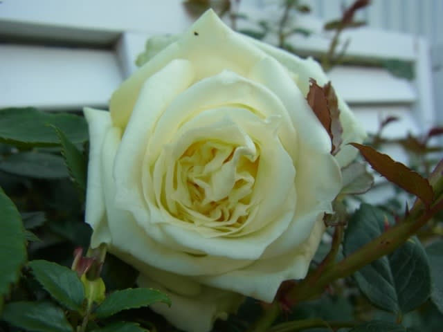 バラが開花しました2012 - Olive Gardening過去ログ倉庫
