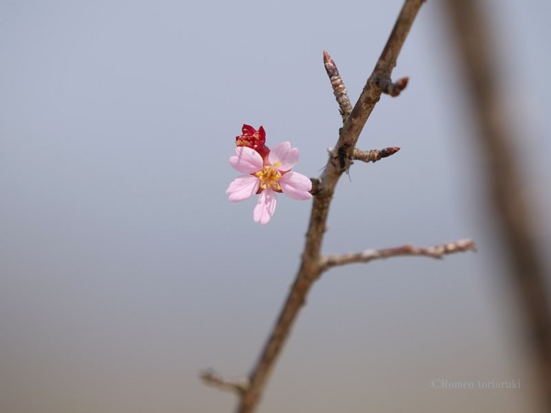 桜若葉も美しい - 気楽にとり(鳥＆撮り)歩き