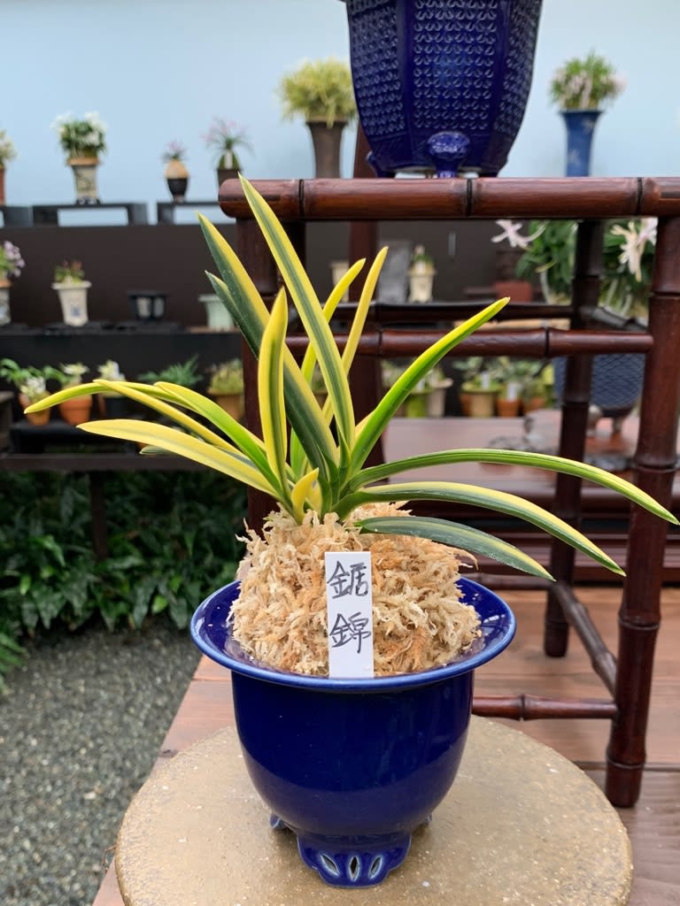 セール 一番安い 麒麟丸 株立】富貴蘭 風蘭 フウラン山野草｜花 その他観葉植物