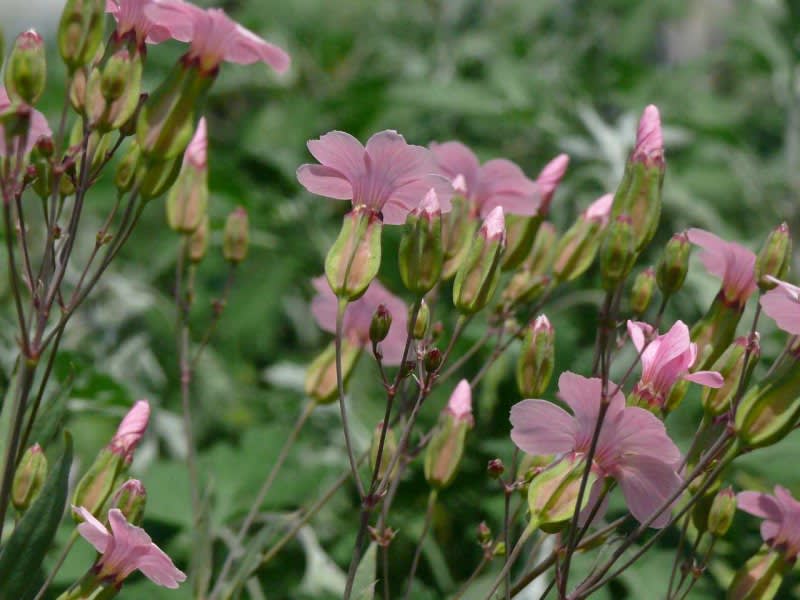 花の種　サポナリア　バッカリア　ドウカンソウ
