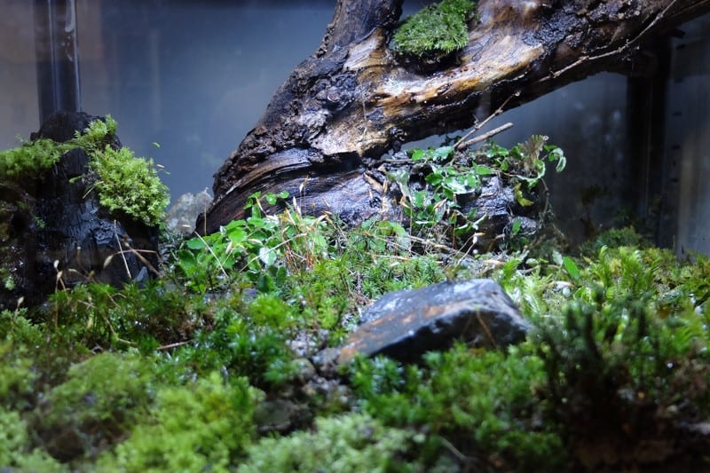 苔テラリウム 完成品 苔盆栽 コケリウム 苔 観葉植物 おしゃれ