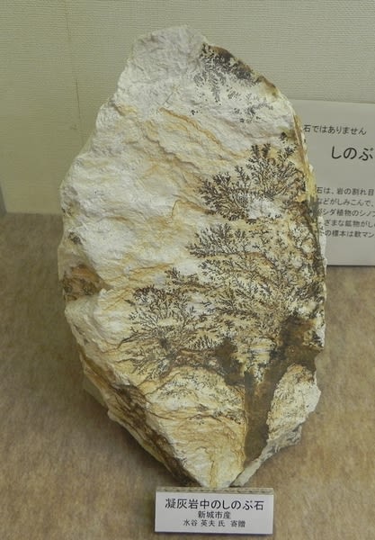 FM131_02 海さち山さち◇鳳来寺山自然科学博物館 (Ⅱ) 2022年02