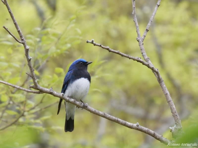 オオルリ 幸せの青い鳥は近くに… - 気楽にとり(鳥＆撮り)歩き