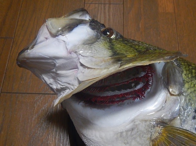 琵琶湖産 56cmブラックバスの剥製 -完成- - 虫さん魚さん 琵琶湖産 56cmブラックバスの剥製 -完成- - 虫さん魚さん