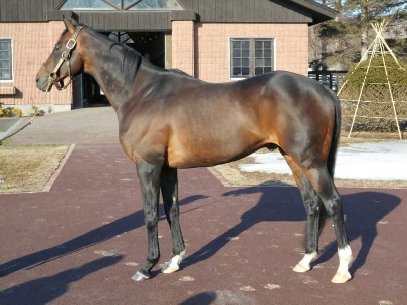 ディープインパクト死亡 - 血は水よりも濃し 望田潤の競馬blog ディープインパクト死亡 - 血は水よりも濃し 望田潤の競馬blog