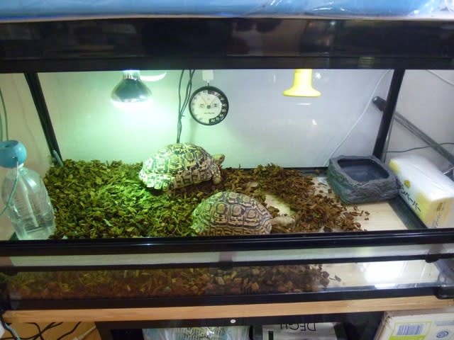 ケージ 水槽 吸い取れ 爬虫類 リクガメ