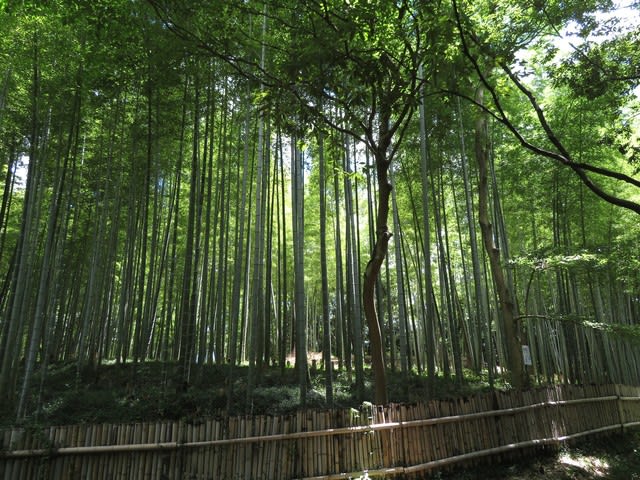 夏空を夏草とともに・・・～山田池公園の夏 (最終回) - なつみかんの木々を見上げて