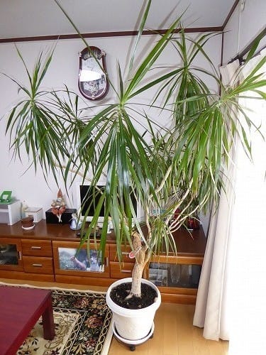 観葉植物ドラセナが伸びすぎたが・・・ - 憩いの森
