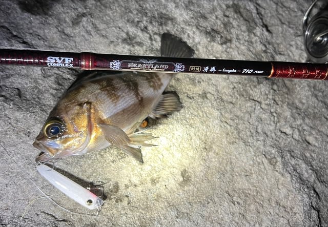 Daiwa HEARTLAND 別誂冴掛 710AGS 2ndインプレ - Trip to the Daiwa HEARTLAND 別誂冴掛 710AGS 2ndインプレ - Trip to the