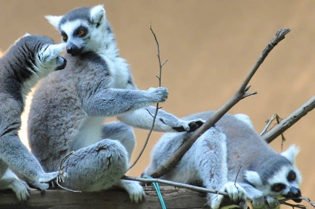 ワオキツネザル 千葉市動物公園 2012年8月 - u477