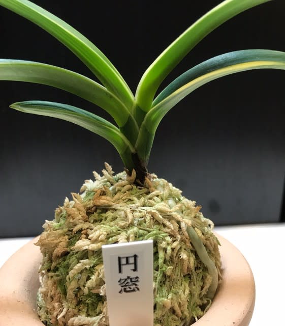 円窓 - 奥深い富貴蘭 円窓 - 奥深い富貴蘭