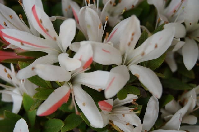 完璧 晃上の光・幸の司 皐月の花・専科 - 盆栽