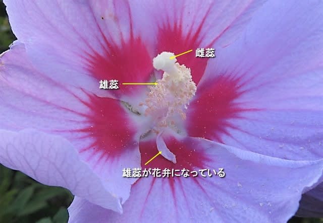 ムクゲ 木槿 花弁になりたい雄蕊たち 顎鬚仙人残日録