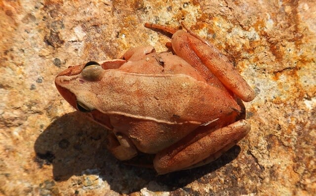 ニホンアカガエル Rana japonica :4年ぶりの登場！ - 私魚人