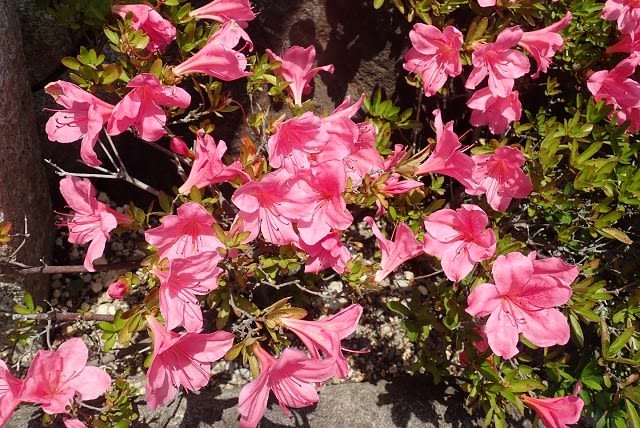 サツキ(大盃・大極殿)・自宅 - nokoの花図鑑 サツキ(大盃・大極殿)・自宅 - nokoの花図鑑