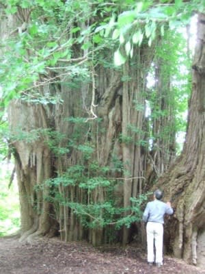 白神山地の樹木 樹樹日記
