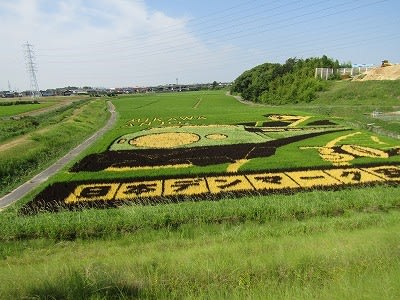 田んぼアート 安城 家庭菜園と遊び