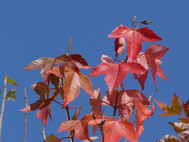 トウカエデ（唐楓）の紅葉 peaの植物図鑑