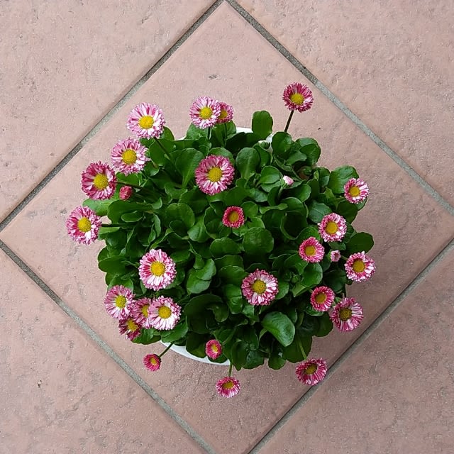 デージー キャンディーポップ - **玄関の花たちと小さな雑貨の部屋** デージー キャンディーポップ - **玄関の花たちと小さな雑貨の部屋**