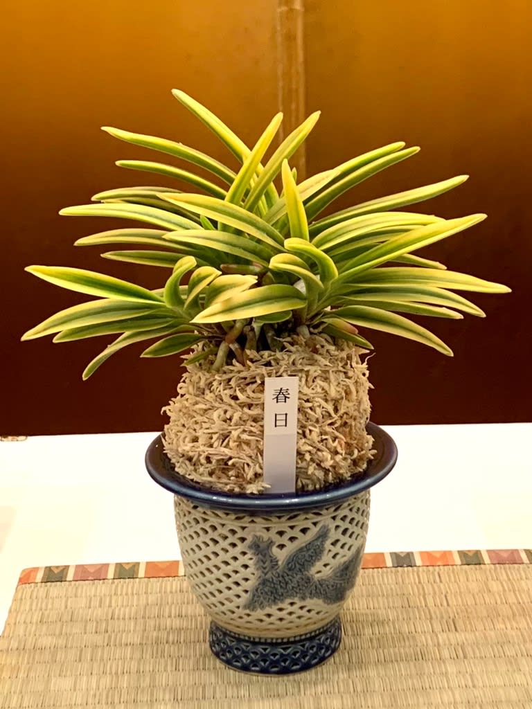 日本富貴蘭会全国大会の展示品 - 純風満蘭 富貴蘭・風蘭ブログ