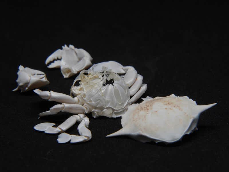 カニ 標本 と貝の化石 ヘイケガニの標本を作りました。 #標本 #剥製 #カニ #ヘイケガニ