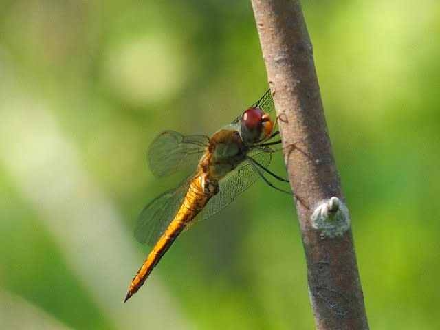 秋の陽に虹色に輝く翅～アキアカネ？ - 庭先の四季