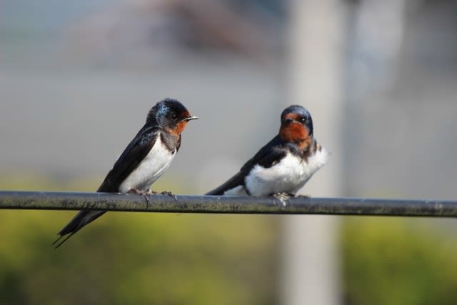 野鳥好き】再販 あかまる様専用 ツバメヒナ飾り 親ツバメオス