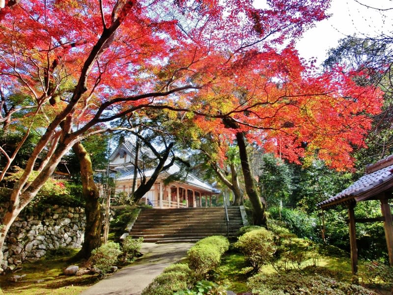 ドウダンツツジ（灯台躑躅）の紅葉」 ツツジ科 - ひげ爺さんのお