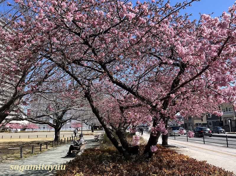 橋本正次、【醍醐の桜】、希少な額装用画集より、状態良好、新品額装