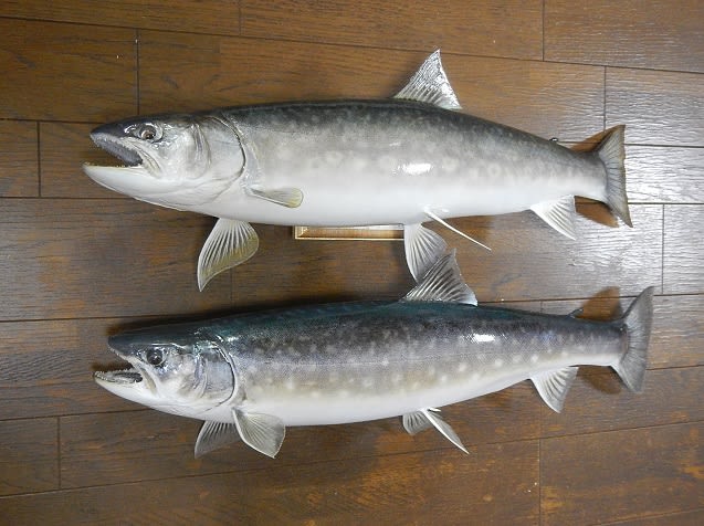 信頼も厚い 72センチアメマスの剥製 －完成－ 虫さん魚さん - アンティーク雑貨