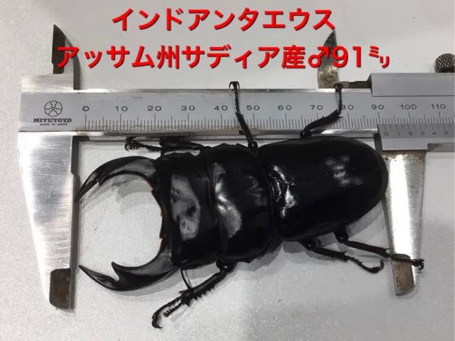 ☆古き良き時代アンタエウスの話☆ - カブト・クワガタの希少種