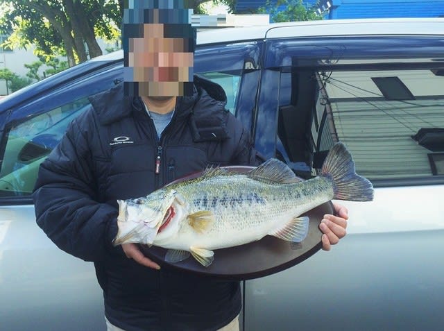 激安の 琵琶湖産 虫さん魚さん - －完成－ 56cmブラックバスの剥製 立体・オブジェ