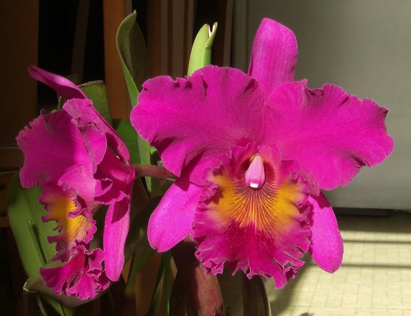 Rlc. King of Taiwan'ORCHIS' - カトログ !! ~ カトレヤ交配種 Rlc. King of Taiwan'ORCHIS' - カトログ !! ~ カトレヤ交配種