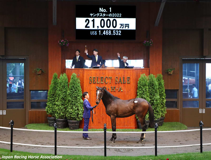 JRA競走に勝ったセール出身馬紹介(2024/11/23-24､エリキングが