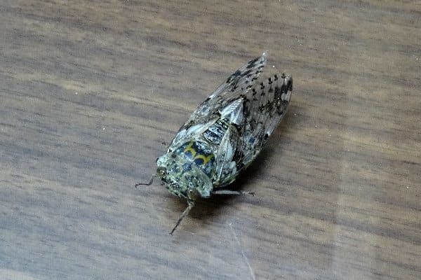 クロイワニイニイ ペア