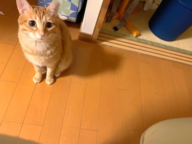 お腹と背中がくっつくぞ キキ ビビ猫姉妹ブログ